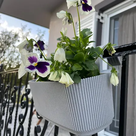 Sofias Trikala * Megala Kalyvia