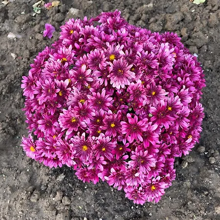 Sofias Trikala * Megala Kalyvia