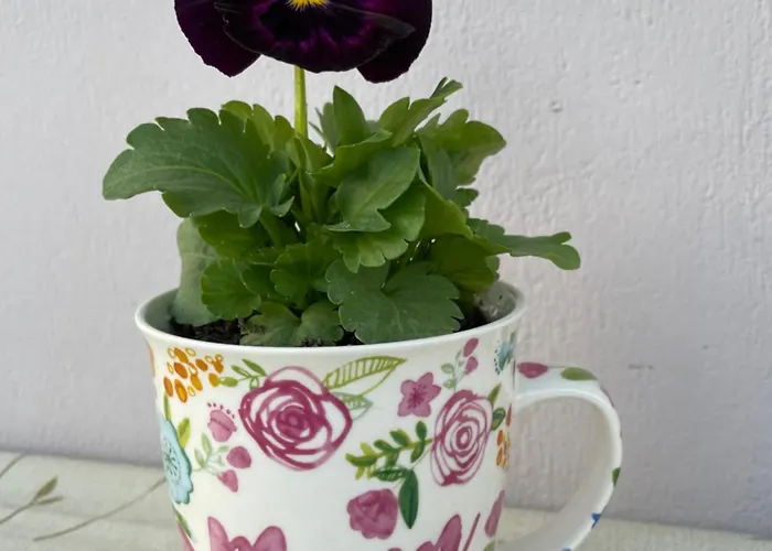 Sofias Trikala Megala Kalyvia