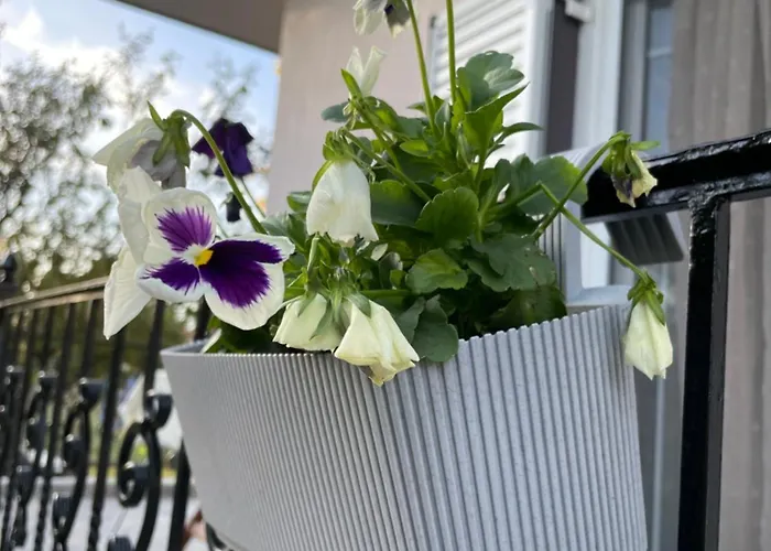 Sofias Trikala * Megala Kalyvia