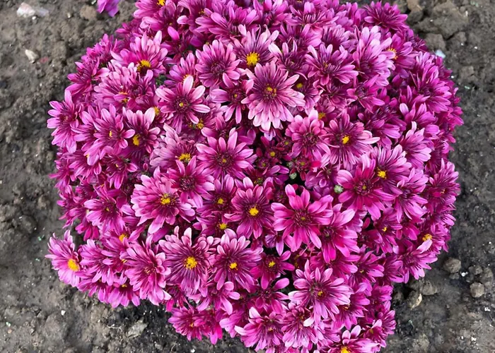 Sofias Trikala * Megala Kalyvia